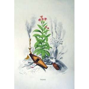  1981 Flowers Tobacco Plant Grandville Colour Print