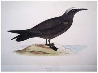 Noddy Schwarzer Vogel Vögel Meeresvogel Seevögel Lithografie 1860 