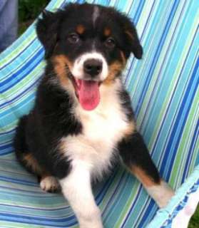 Australian Shepherd Welpen / Aussie Welpen in Kreis Pinneberg 