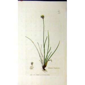  1801 Sowerby Botanical Print Juncus Triglumis Grass