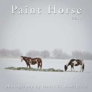 2011 Paint Horse Calendar  David R. Stoecklein Englische 
