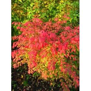 Korkspindel, geflügeltes Pfaffenhütchen Euonymus altas 40 cm hoch im 