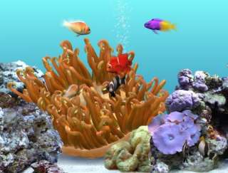   tierarten mischen und so ihr ihr ganz eigenes aquarium kreieren
