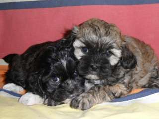 shih poo babys ( shih tzu  zwergpudel / österreich in Kr. Passau 