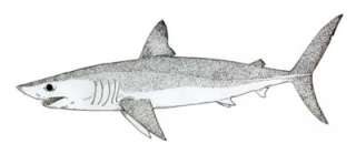   dent de requin Isurus hastalis ( 3.5 cms   053 )