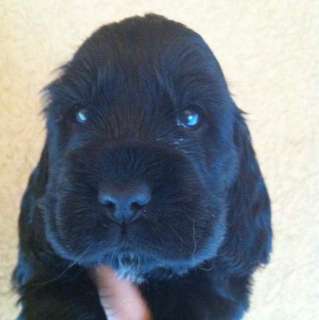 Cuccioli cocker spaniel da Expo a Carpi    Annunci