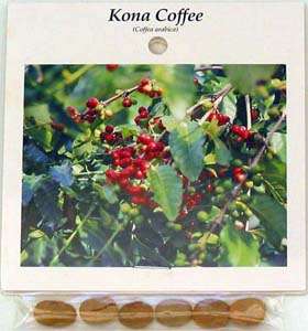 10 PK HAWAIIAN KONA COFFEE PLANT SEEDS ~ GROW HAWAII  
