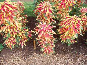 Amaranthus Tricolor Perfecta  25 seeds  