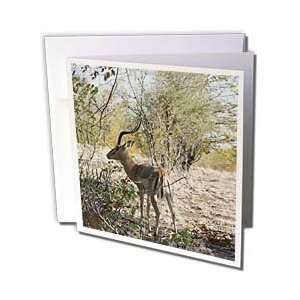 Animals   South African Impala with horns   Greeting Cards 12 Greeting 