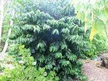 Coffee Bean Tree (Coffea Arabica) 30 Seeds  