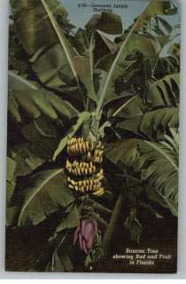Linen Postcard Sarasota Jungle Gardens Banana TreeFL  