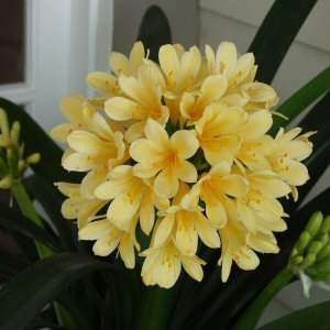   CLIVIA LILY AMARYLLIS RARE BIG BLOOMING SIZE BULB PLANT  