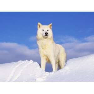  Arctic Grey Wolf in Snow, Idaho, USA Premium Poster Print 