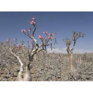  Bottle Tree Endemic to Island, known as Desert Rose 