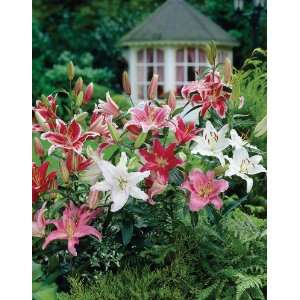  Fragrant Oriental Lillies Mixed   Grow lily flowers   Lily 