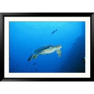  Green Sea Turtle, off Sipadan Island, East Malaysia Framed 