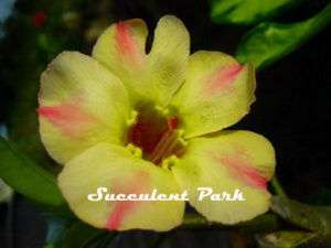Adenium Obesum (Desert Rose) Silk of Yellow plant  