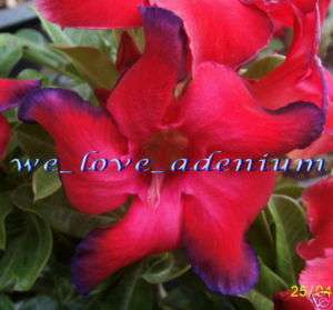 Adenium Obesum Desert Rose WEATHER RED 100 Seeds Frersh & viable 