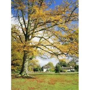  Cottages, Lyndhurst, New Forest, Hampshire, England, UK 