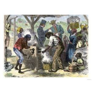  Slaves Using Eli Whitneys Cotton Gin, Invented in the 