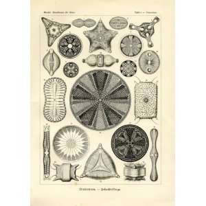 Ernst Haeckel 1904   Diatomea   Artforms of Nature Kunstformen der 