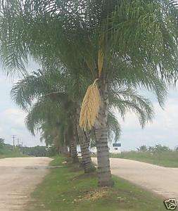 Cocos Plumosa   Exotic Tropical Queen Palm 50 SEEDS  