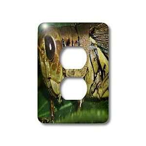 Rebecca Anne Grant Photography Insects   Grasshopper   Light Switch 