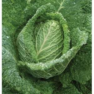  Davids Cabbage Samantha 100 Seeds per Package Patio 