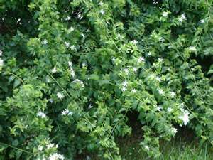 Jasmine Downy, TEN plants, white star shaped flowers  