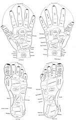 Acupressure/Acupuncture Foot/ Hand Reflexology Massager  
