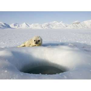  Ringed Seal Pup, Billefjord, Svalbard, Spitzbergen, Arctic 