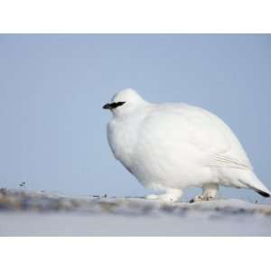  Rock Ptarmigan, Billefjord, Svalbard, Spitzbergen, Norway 