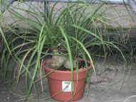 Ponytail Palm Beaucarnea recurvata Potted plant  