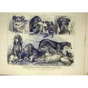  1865 Dog Show Islington Dogs People Animal Old Print