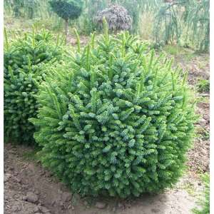  Dwarf Serbian Spruce 2   Year Graft Patio, Lawn & Garden
