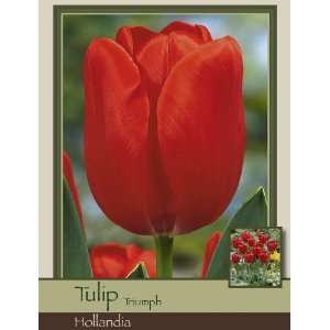   Farms Tulip Triumph Hollandia Pack of 50 Bulbs Patio, Lawn & Garden