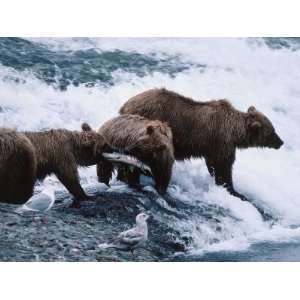  Mother and Two Year Old Grizzly Bear Cubs Eating Fish in a 