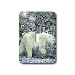 Calvo Arctic   Polar Bear comes to Akpatok Island. Baffin Bay. Baffin 