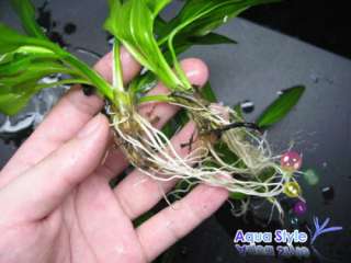Ech. Green Type Broad leaf   water plants Fissidens ph  