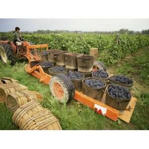 Harvesting Grapes, St. Joseph, Ardeche, Rhone Alpes, France Stretched 