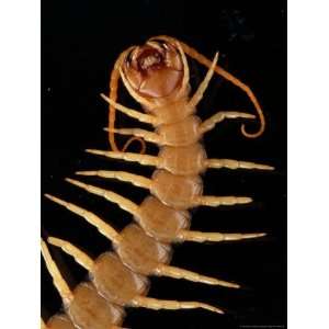  A Giant Desert Centipede Six Inches in Length National 