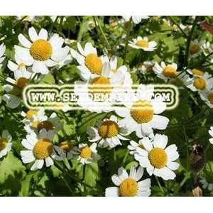   Tanacetum Parthenium     100 Herb Seeds Patio, Lawn & Garden