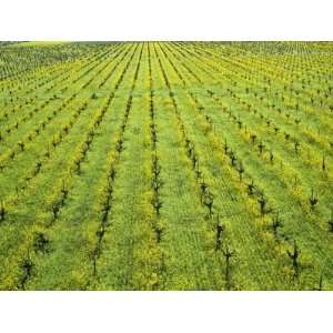  Ecological Wine Growing (Mustard Flowers Between Rows of 