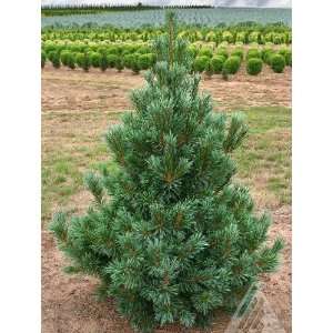  Vanderwolf Pyramid Pine 2   Year Graft Patio, Lawn 