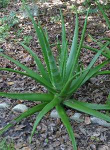 Aloe Vera plant  