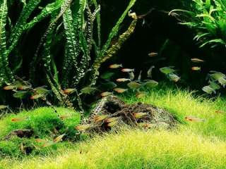 Pellia   Live aquarium plant fish moss tank BS  