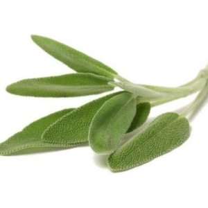   Sage, Broad Leaf Herb Seed, Sold by the Pound Patio, Lawn & Garden