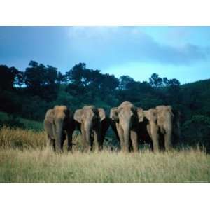  Four Elephants in Periyar Sanctuary of Kerala, Kerala 