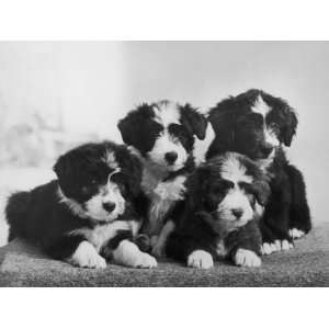  Scotch Bearded Collie Four Unidentified Puppies Owned by 