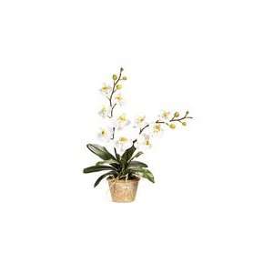  Potted Phalaenaopsis Orchid Patio, Lawn & Garden